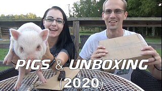 Pigs & Unboxing (2020)