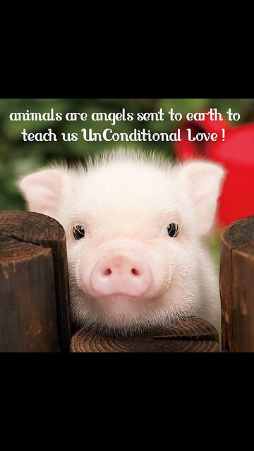 💞 ANIMALS TEACH US UNCONDITIONAL LOVE. 💞