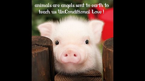 💞 ANIMALS TEACH US UNCONDITIONAL LOVE. 💞
