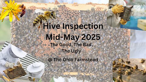 Mid May Inspection Of All But One Hive