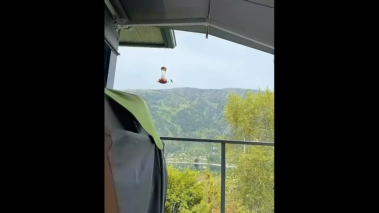 Great sucker