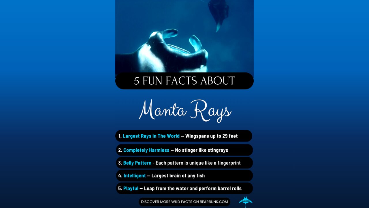 5 Fun Facts About Manta Rays #wildlifefacts #animallovers