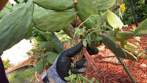 Making Your Own Fertilizer from Weeds
