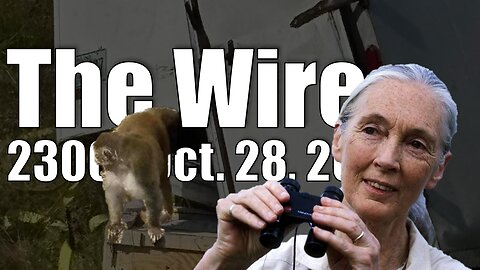 The Wire - October 28, 2025