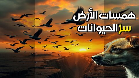 تنبؤ الحيوانات بالزلازل: شبكة عصبية عالمية؟