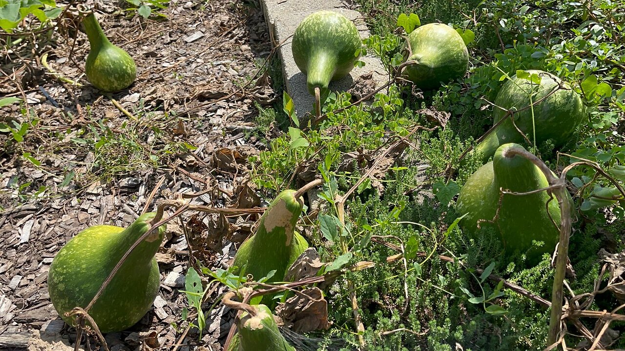Growing Gourds for Crafting