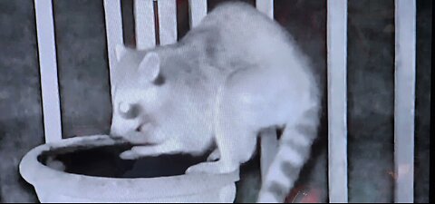 Hungry Raccoon