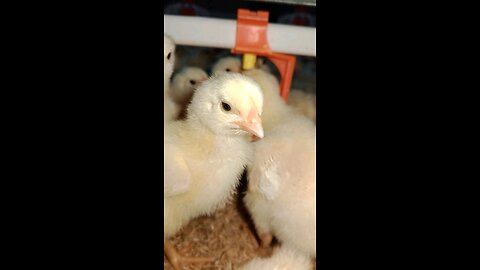 How does a baby chicken drink water on the farm