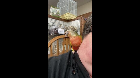 Conure Sisters