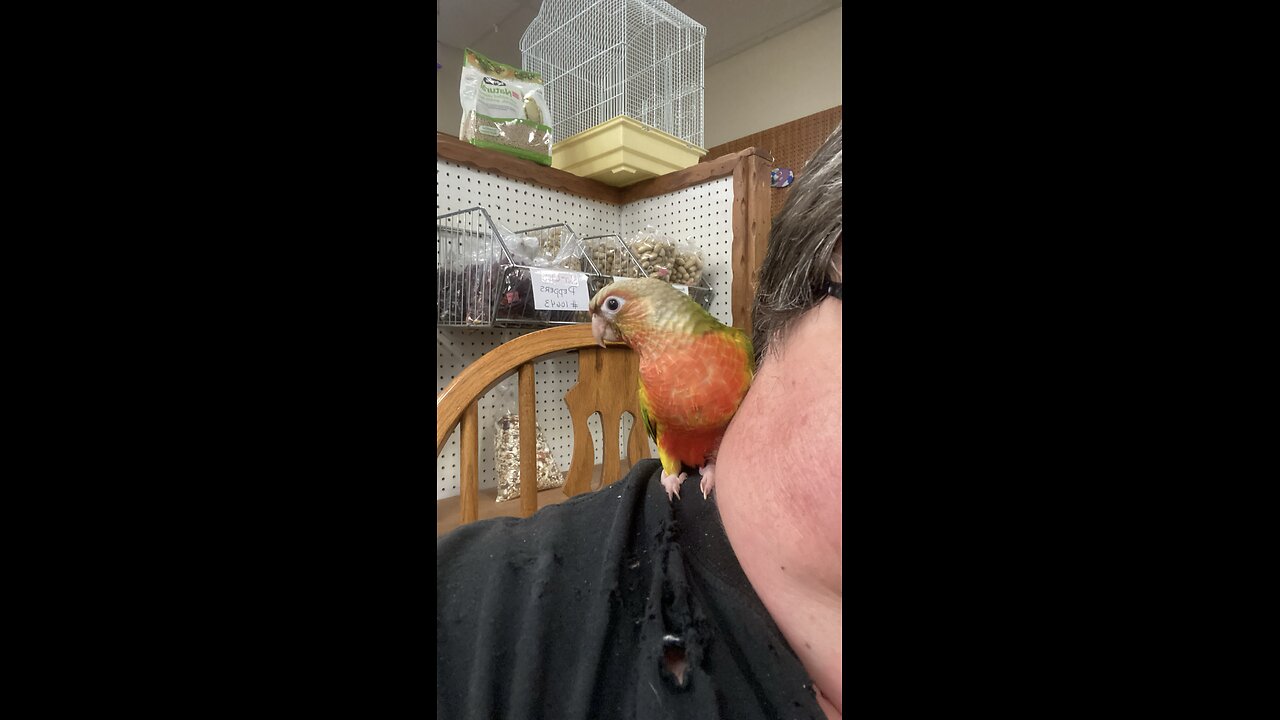 Conure Sisters
