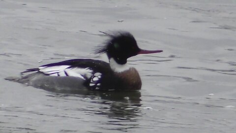 Red-breasted Merganser