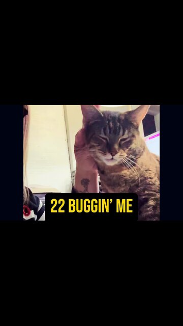 😻 Buggin’ Me 💕 #cat #deaf #ASL #baby #babycat