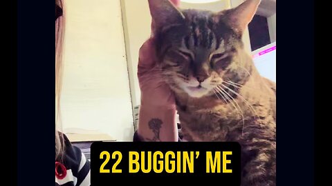 😻 Buggin’ Me 💕 #cat #deaf #ASL #baby #babycat