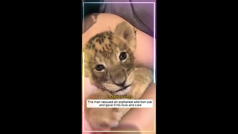Animals with love