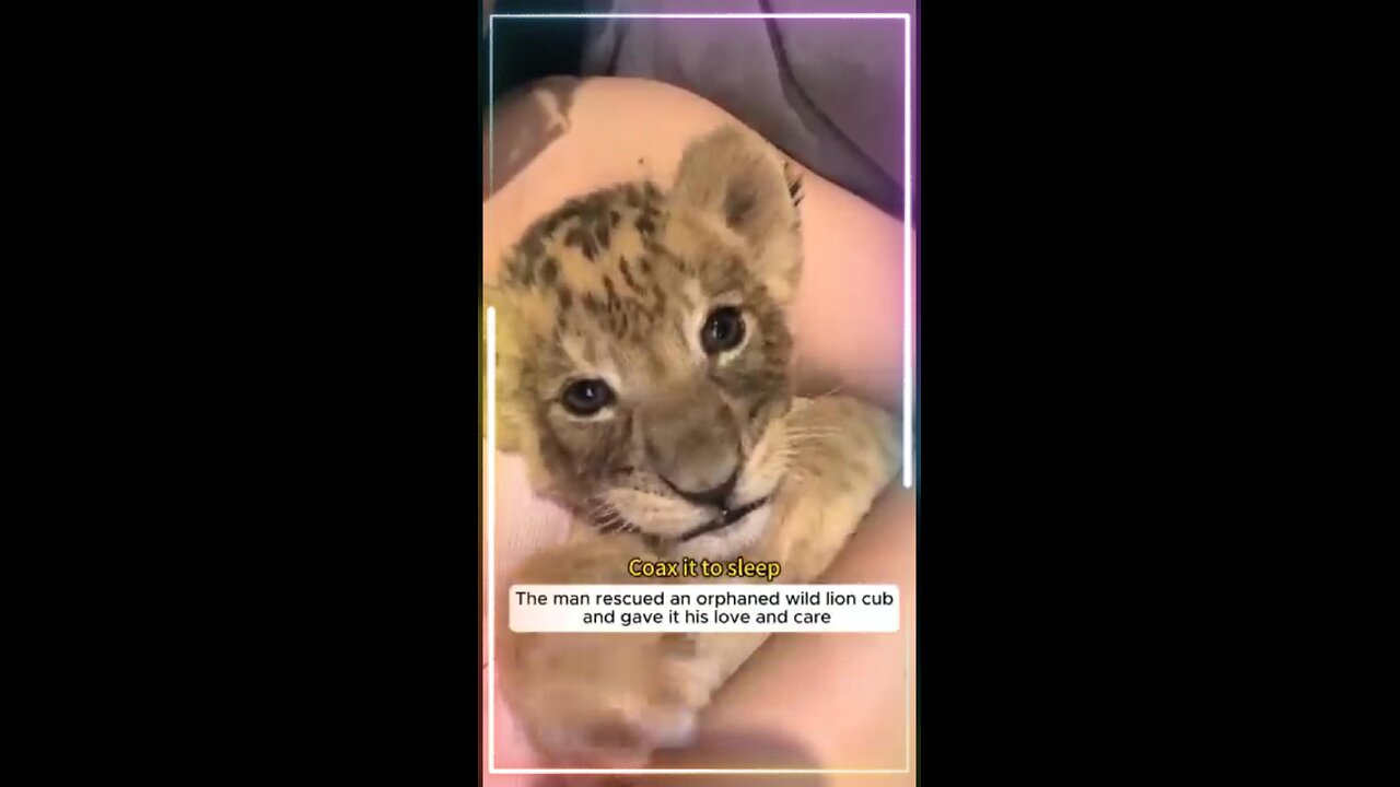 Animals with love