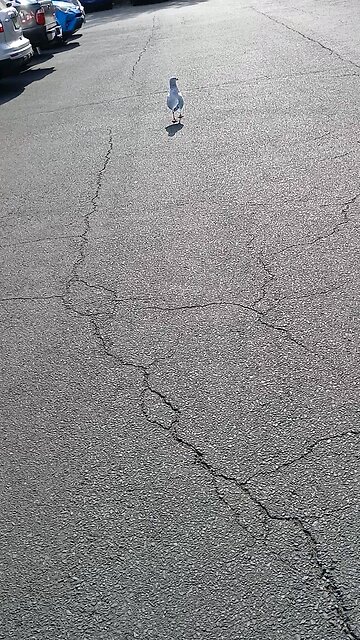 Miguel, No Habla Ingles