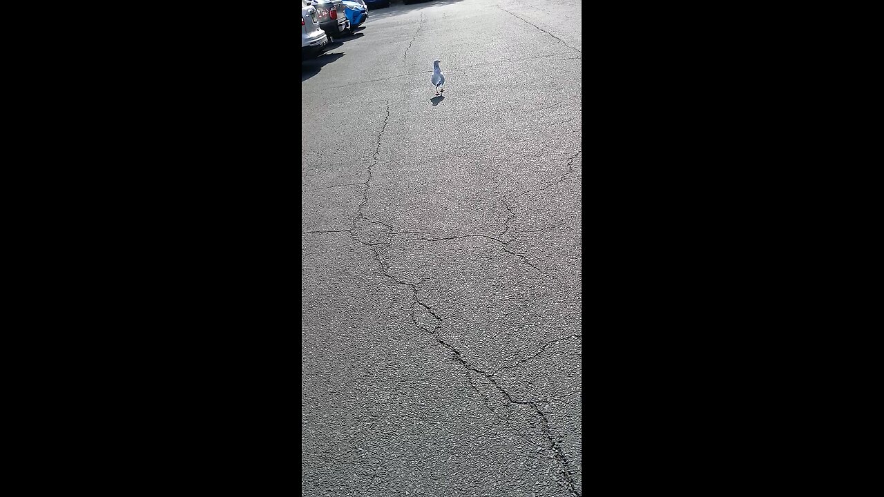 Miguel, No Habla Ingles