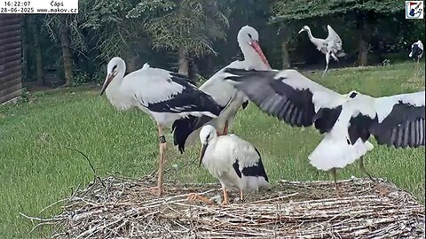 Young storks prepare for their first flights; Jonas dances 😂😁👏 - Makov (CZ)