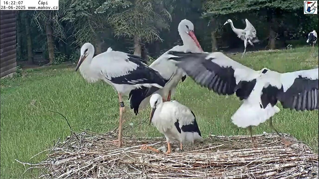 Young storks prepare for their first flights; Jonas dances 😂😁👏 - Makov (CZ)