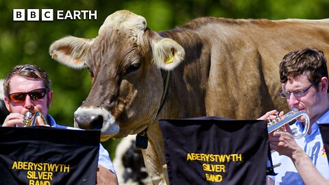 How Do Cows Have Super Senses? | BBC Earth 