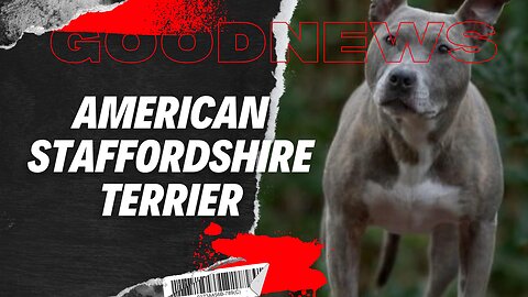 American Staffordshire Terrier #AmStaff, #Kampfhund, #Familienhund, #Listenhund, #Hundeerziehung,