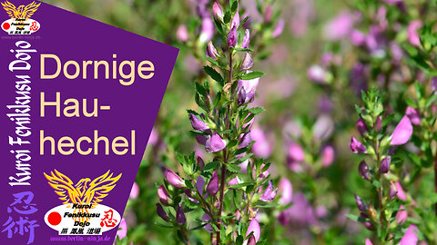 087 - Dornige Hauhechel