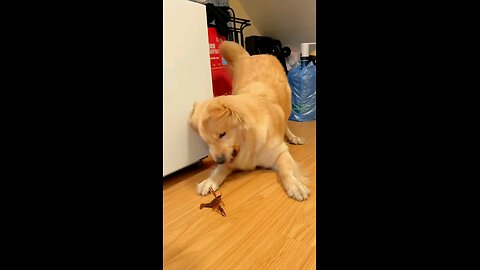 Cute Dog 🐕
