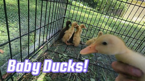 The Holy Spring Welcomes New Life: Baby Ducks!