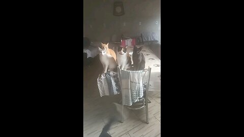 Filhos peludos