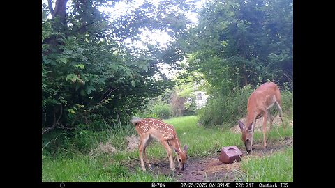 Deer Cam 07-25-2025 Doe And Fawn. Game Cam Trail Cam