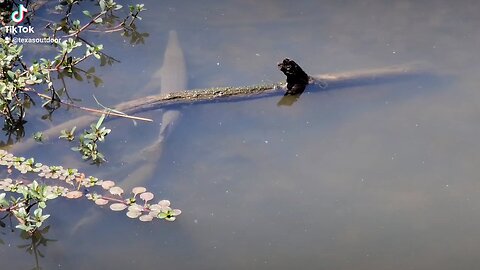 Gar fish mating