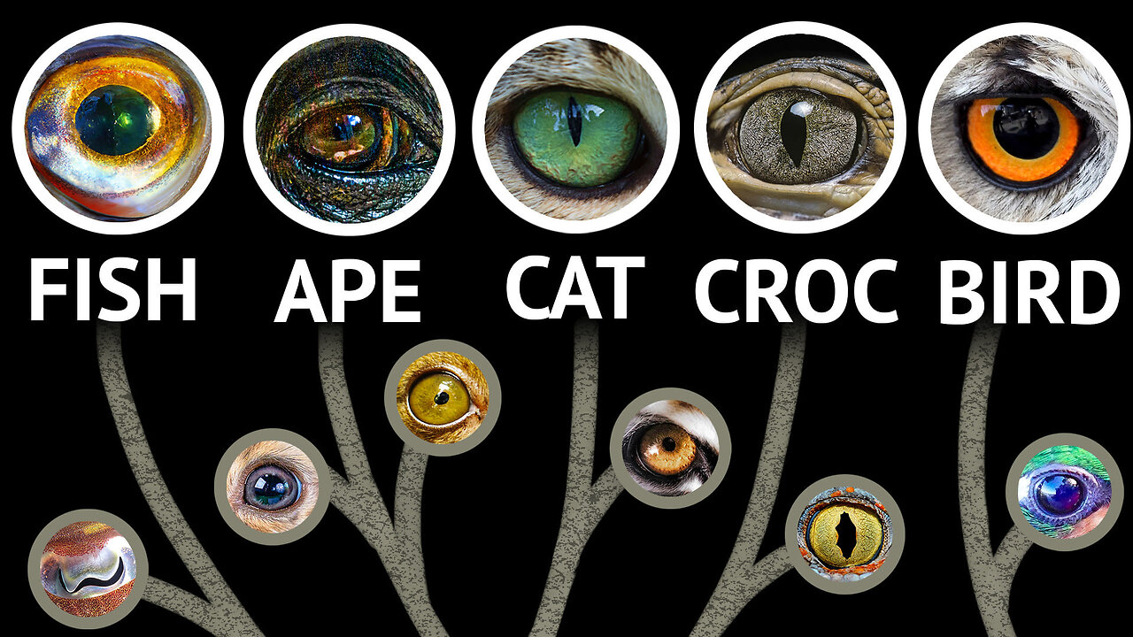 DETAILS about Every EYE In The Animal Kingdom