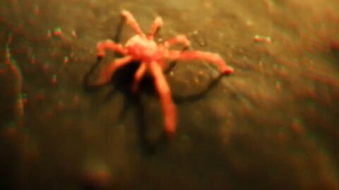 Red BuG