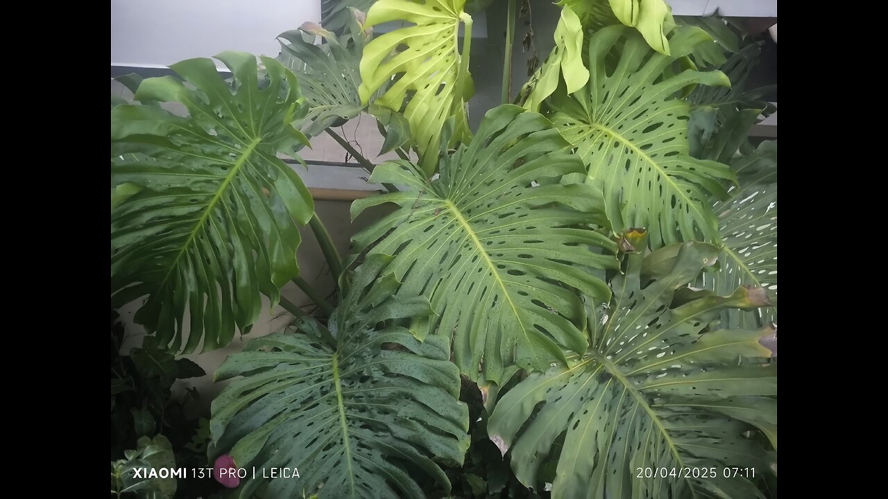 Monstera plant garden