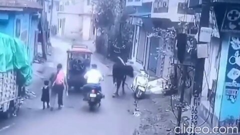 Cow Takes a Scooter for a Joyride @432Hz