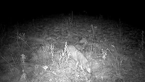 Coyote on the homestead