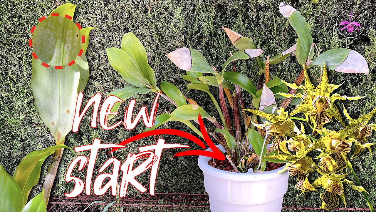 Specimen Dendrobium Hybrid almost Succumbs to Thrips | Reset Repot Fresh Start & 🤞🏼 #ninjaorchids
