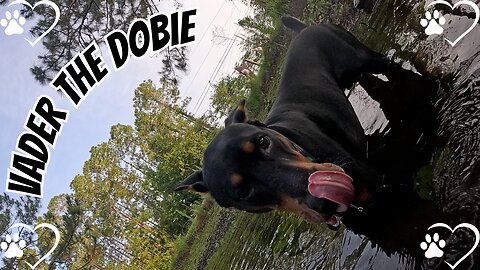 Vader vs. the Lily Pad: Fresh Grass & Pond Mayhem