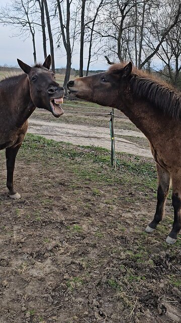 ❓️🐎👀🐎❓️