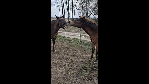 ❓️🐎👀🐎❓️