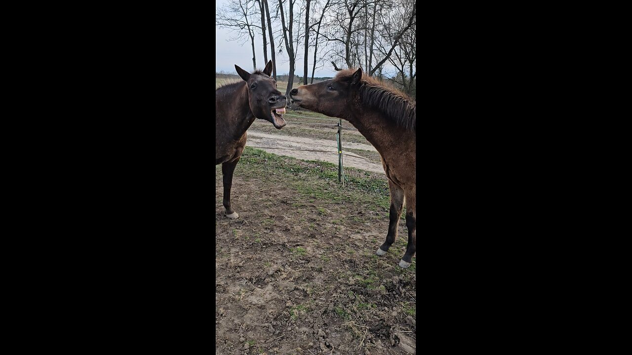 ❓️🐎👀🐎❓️