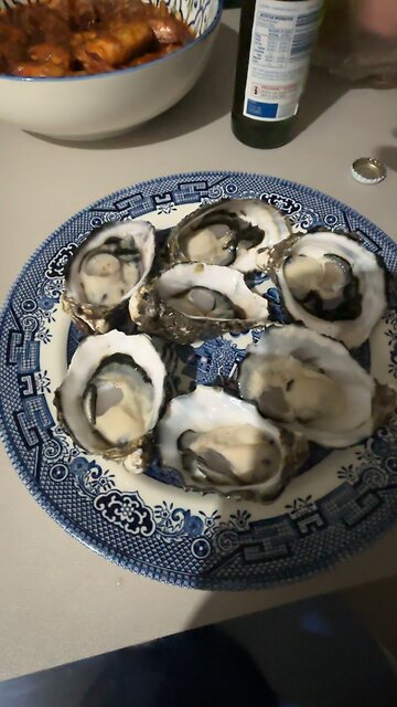 Oysters 🦪 + beer 🍺