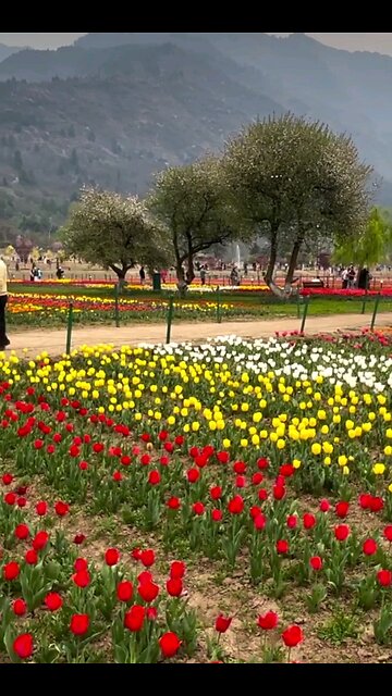 Tulip Garden Kashmir | Asia's Largest #TulipGarden | ट्यूलिप गार्डन कश्मीर 🌷