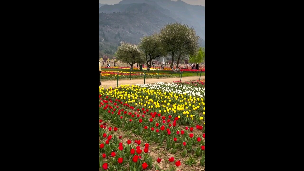 Tulip Garden Kashmir | Asia's Largest #TulipGarden | ट्यूलिप गार्डन कश्मीर 🌷