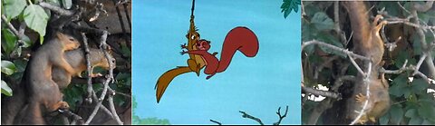 "Wrastlin" Squirrels - Mating Ritual 🤣 Stealin Kisses - Catch Me If You Can! Nikon P-950 video