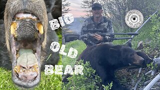 Spring Bear Hunt - Spot and Stalk Old Black Bear With Christensen Arms Ridgeline FFT | #diyhunting