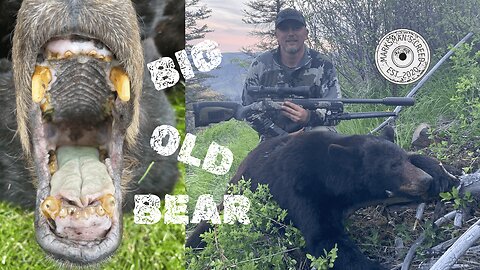 Spring Bear Hunt - Spot and Stalk Old Black Bear With Christensen Arms Ridgeline FFT | #diyhunting