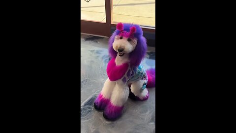 cute puppy happy after hair haircut 😍