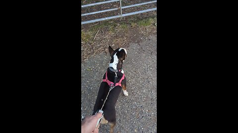 my English bull terrier meets her friend