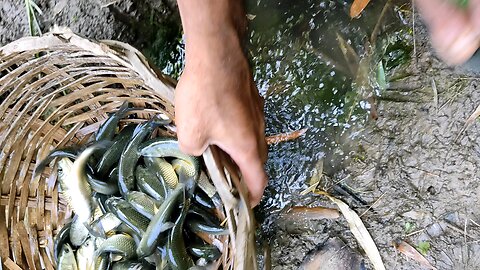 fish farming grass carp fish farming in our pond